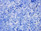 Krueppel-like factor 2 antibody, orb6272, Biorbyt, Immunohistochemistry paraffin image 