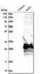 Aquaporin 1 (Colton Blood Group) antibody, HPA019206, Atlas Antibodies, Western Blot image 