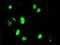 Deoxynucleotidyltransferase terminal-interacting protein 1 antibody, GTX84603, GeneTex, Immunocytochemistry image 