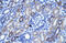 Amiloride-sensitive cation channel 3 antibody, ARP35152_T100, Aviva Systems Biology, Immunohistochemistry frozen image 
