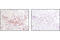 Janus Kinase 2 antibody, 3230L, Cell Signaling Technology, Immunohistochemistry paraffin image 