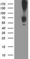 Dolichyl-diphosphooligosaccharide--protein glycosyltransferase subunit 1 antibody, CF503648, Origene, Western Blot image 