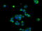 Basigin (Ok Blood Group) antibody, GTX84801, GeneTex, Immunocytochemistry image 