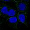 Small Integral Membrane Protein 8 antibody, HPA067453, Atlas Antibodies, Immunocytochemistry image 