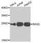 BCL2 Associated Athanogene 2 antibody, orb373747, Biorbyt, Western Blot image 