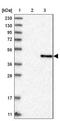 Actin-like protein 7A antibody, NBP1-86014, Novus Biologicals, Western Blot image 