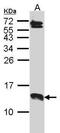 Stress-associated endoplasmic reticulum protein 1 antibody, GTX101783, GeneTex, Western Blot image 