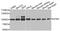 G Elongation Factor Mitochondrial 1 antibody, PA5-76182, Invitrogen Antibodies, Western Blot image 