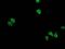 Homeobox C11 antibody, MA5-25461, Invitrogen Antibodies, Immunocytochemistry image 