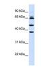 F-box/LRR-repeat protein 3 antibody, NBP1-53021, Novus Biologicals, Western Blot image 