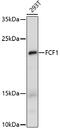 FCF1 RRNA-Processing Protein antibody, 16-873, ProSci, Western Blot image 