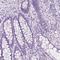 CUB and zona pellucida-like domain-containing protein 1 antibody, HPA068660, Atlas Antibodies, Immunohistochemistry frozen image 