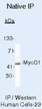Myogenic Differentiation 1 antibody, MA5-12902, Invitrogen Antibodies, Immunoprecipitation image 