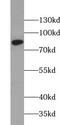 Zyg-11 Related Cell Cycle Regulator antibody, FNab09621, FineTest, Western Blot image 
