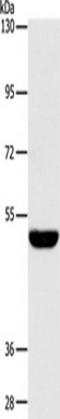 Serine palmitoyltransferase 1 antibody, TA349565, Origene, Western Blot image 