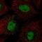 BARX Homeobox 1 antibody, NBP2-58378, Novus Biologicals, Immunocytochemistry image 