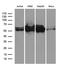 Staufen Double-Stranded RNA Binding Protein 1 antibody, LS-C795969, Lifespan Biosciences, Western Blot image 