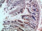 Intercellular Adhesion Molecule 4 (Landsteiner-Wiener Blood Group) antibody, STJ99004, St John