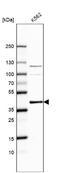 CRK Like Proto-Oncogene, Adaptor Protein antibody, NBP2-55130, Novus Biologicals, Western Blot image 
