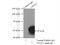Neuronal Pentraxin 2 antibody, 10889-1-AP, Proteintech Group, Immunoprecipitation image 