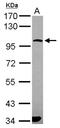 Protocadherin Gamma Subfamily A, 6 antibody, NBP2-15064, Novus Biologicals, Western Blot image 