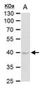 Dual specificity protein phosphatase 6 antibody, TA308656, Origene, Western Blot image 