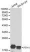 Ferritin Heavy Chain 1 antibody, LS-C192395, Lifespan Biosciences, Western Blot image 