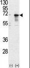 Gbp antibody, PA5-11339, Invitrogen Antibodies, Western Blot image 