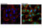 Erk1 antibody, 4370S, Cell Signaling Technology, Immunofluorescence image 