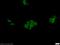 DNA Fragmentation Factor Subunit Alpha antibody, 10191-2-AP, Proteintech Group, Immunofluorescence image 