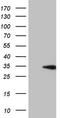 Cyclin D2 antibody, CF806266, Origene, Western Blot image 