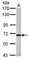 P2X purinoceptor 7 antibody, LS-C155767, Lifespan Biosciences, Western Blot image 