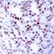 Jun Proto-Oncogene, AP-1 Transcription Factor Subunit antibody, 79-274, ProSci, Immunohistochemistry paraffin image 