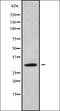 RAB40A Like antibody, orb338627, Biorbyt, Western Blot image 