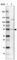 Coiled-Coil Domain Containing 14 antibody, HPA035278, Atlas Antibodies, Western Blot image 