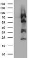 Zinc Finger And SCAN Domain Containing 18 antibody, TA505242, Origene, Western Blot image 