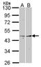 Fibromodulin antibody, LS-C109363, Lifespan Biosciences, Western Blot image 