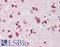MRG-1 antibody, LS-B8876, Lifespan Biosciences, Immunohistochemistry frozen image 