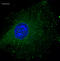 Ras-related protein Rab-5B antibody, LS-C204235, Lifespan Biosciences, Immunofluorescence image 