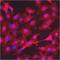 Golgin A2 antibody, GTX79420, GeneTex, Immunofluorescence image 