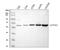 Epoxide hydrolase 2 antibody, A01999-1, Boster Biological Technology, Western Blot image 