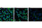 Fibroblast Growth Factor Receptor 1 antibody, 9740T, Cell Signaling Technology, Immunofluorescence image 