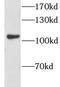 Calsyntenin 1 antibody, FNab01776, FineTest, Western Blot image 