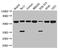 Karyopherin Subunit Alpha 2 antibody, orb45934, Biorbyt, Western Blot image 