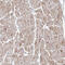 Ribosomal Protein S25 antibody, HPA031801, Atlas Antibodies, Immunohistochemistry paraffin image 