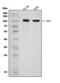 Origin Recognition Complex Subunit 1 antibody, A02735-2, Boster Biological Technology, Western Blot image 