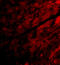 Short transient receptor potential channel 3 antibody, 3905, ProSci, Immunofluorescence image 
