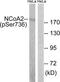 Nuclear Receptor Coactivator 2 antibody, TA315063, Origene, Western Blot image 