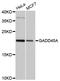Growth Arrest And DNA Damage Inducible Alpha antibody, abx125868, Abbexa, Western Blot image 