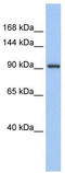 Zinc Finger And BTB Domain Containing 21 antibody, TA331129, Origene, Western Blot image 